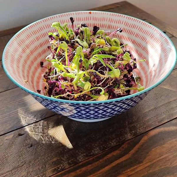 Sprouting Jar Kit - 500 ml